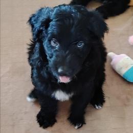 Ash - Black and white male Aussiedoodle puppy in Apache Junction, Arizona from Loving Doodle