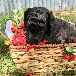Poodle Puppies from Providential Poodles