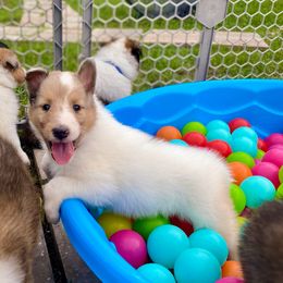 Daisy - White merle female Collie puppy in St Augustine, Florida from Saltwater Collies LLC