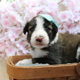 Sunny - Sable female Bordoodle puppy in Ashland, Ohio from Cherry Blossom Doodles