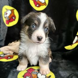 Harley - Black and white female Cardigan Welsh Corgi puppy in San Antonio, Texas from White Paws Cardigan Corgis