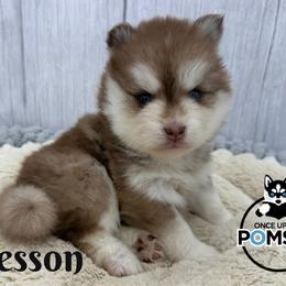 Wesson - Red and white male Pomsky puppy in Eastman, Georgia from Once Upon A Pomsky