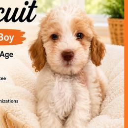 1400.00 Biscuit: Orange Collar - Parti male Goldendoodle puppy in Raceland, Louisiana from Cajun Doodles