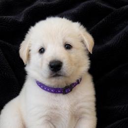 India - White female German Shepherd puppy in New Martinsville, West Virginia from Hunter K-9