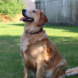 Leila - Golden Retriever