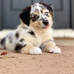 Miniature Australian Shepherd Puppies from Fuller’s Fluffy Friends