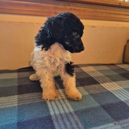 Hazel - Parti female Poodle puppy in Belgrade, Maine from Mere Point Poodles
