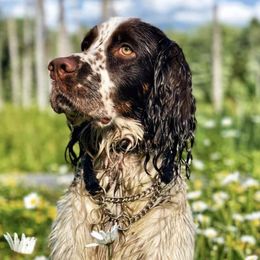 English Springer Spaniels from Panther Creek Springer Spaniels