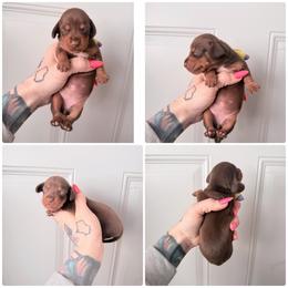 Girl white chest - Chocolate and tan female Dachshund puppy in Madison, Wisconsin from SK Miniature   Dachshunds