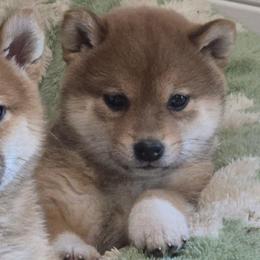 Kobai - Red male Shiba Inu puppy in Marianna, Florida from Diwasou