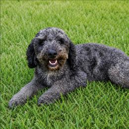 Sabel - Goldendoodle