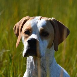 Phred - Pointer