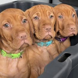 Vizsla puppies from Au Sable Vizslas