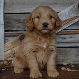 Male 2 of 4 - Apricot male Goldendoodle puppy in Macedon, New York from Toodles Goldendoodles