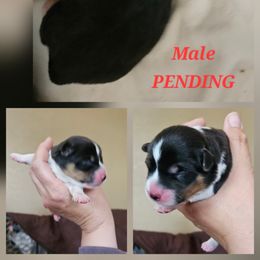 Boy 1 - Black and tan male American Corgi puppy in Neosho, Wisconsin from GC Farms Corgis