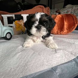Charlie - Shih Tzu