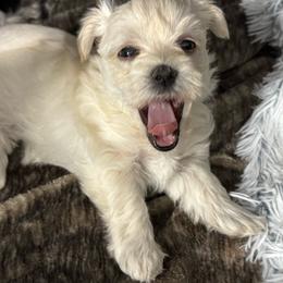 Thumper - White female Morkie puppy in Tucson, Arizona from Sun-Kissed Morkies