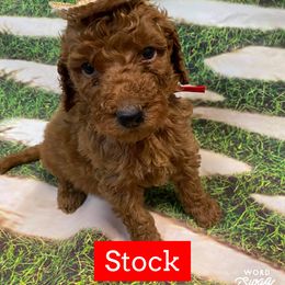 Goldendoodle Puppies from Bear Ridge Doodles