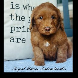 Girl 3 - Red female Australian Labradoodle puppy in Florence, New Jersey from Royal Manor Labradoodles