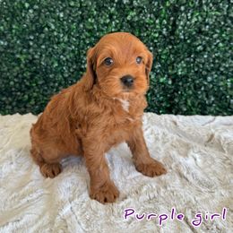 Purple girl - Red Australian Labradoodle puppy in Modesto, California from Two Doods Doodles
