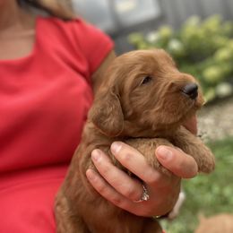 Goldendoodle Puppies from Diller Doodle Pups