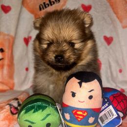 Ozzy - Orange sable male Pomeranian puppy in Zavalla, Texas from Precious Puff Poms