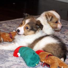 Joker- Sable and White Boy - Sable and white male Shetland Sheepdog puppy in Frazeysburg, Ohio from Mountain High Kennels