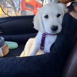 Golden Retriever Puppies from Loposky Goldens