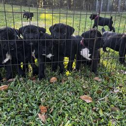Cane Corso Puppies from Gator Country Canè Corsos