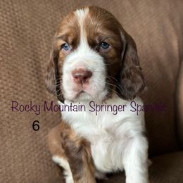 6 - Liver white and tan male English Springer Spaniel puppy in Cheyenne, Wyoming from Rocky Mountain Springer Spaniels