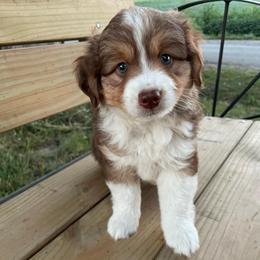 Red tri boy - Red tri male Toy Australian Shepherd puppy in Hillsboro, Illinois from Shoal Creek Puppies