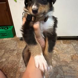 Harvey - Black white and tan male Collie puppy in Roanoke, West Virginia from Rustic ridge collies