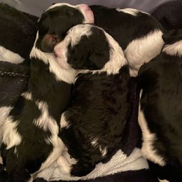 Cavapoos from MoonBeam Pups