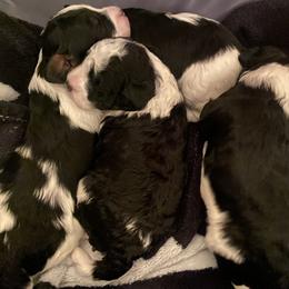 Cavapoos from MoonBeam Pups
