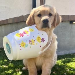 Nerds (Blue Collar Boy) - Dark golden male Golden Retriever puppy in Peoria, Arizona from Dani’s Dawgs