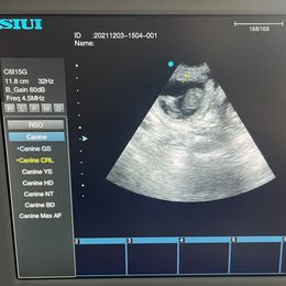 Aussiedoodle, Australian Shepherd, Miniature American Shepherd, and Miniature Australian Shepherd Puppies from Bline's Awesome Aussies