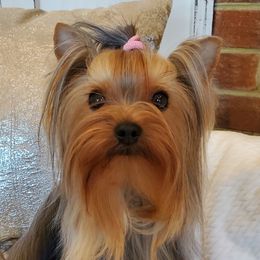Yorkshire Terriers from Crystal Palace Yorkies