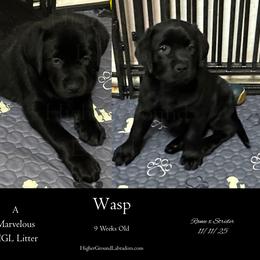 Wasp - Yellow Collar, Black Female - 3,500 - Black female Labrador Retriever puppy in Eaton Rapids, Michigan from Higher Ground Labradors