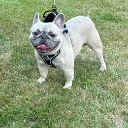 Romeo - French Bulldog