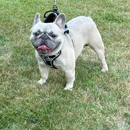 Romeo - French Bulldog