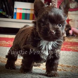 Yorkshire Terrier Puppies from Majestic Mountain Yorkies