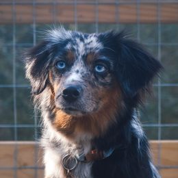 Analie - Miniature American Shepherd