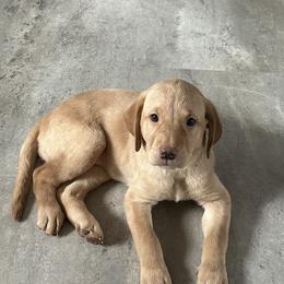 Kona (Green Collar) - Yellow female Labrador Retriever puppy in Sparta, Wisconsin from Valley Creek Dog Boarding and Training
