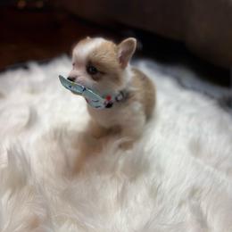 Purple Collar - Red male Pembroke Welsh Corgi puppy in Abingdon, Virginia from Em-K Kennels