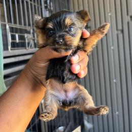 Female 1 - Blue and gold female Yorkshire Terrier puppy in Pomona, California from Carbajal Yorkshire Terriers
