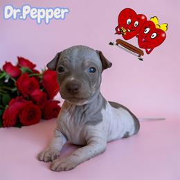 Dr.Pepper - White and chocolate male American Hairless Terrier puppy in Arizona City, Arizona from Gaus Hof