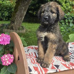 Duck - Black male Saint Berdoodle puppy in Castle Rock, Washington from PNW Saint Berdoodles