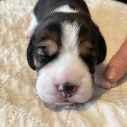 Green - Black red and white female Beagle puppy in Rockwell, North Carolina from Knockhill Beagles