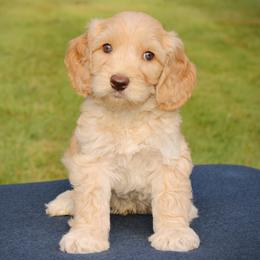 Reed - Caramel ice male Australian Labradoodle puppy in Stanwood, Washington from Victoria Creek Australian Labradoodles