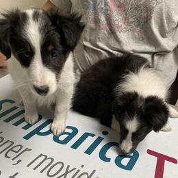 Shetland Sheepdogs from Kelly Shelties